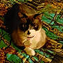 cat, siamese, pet, animal, indoor, collar, tag, fur, whiskers, paws, blanket, pattern, colorful, resting, cute, looking, eyes, domestic, mammal, laying