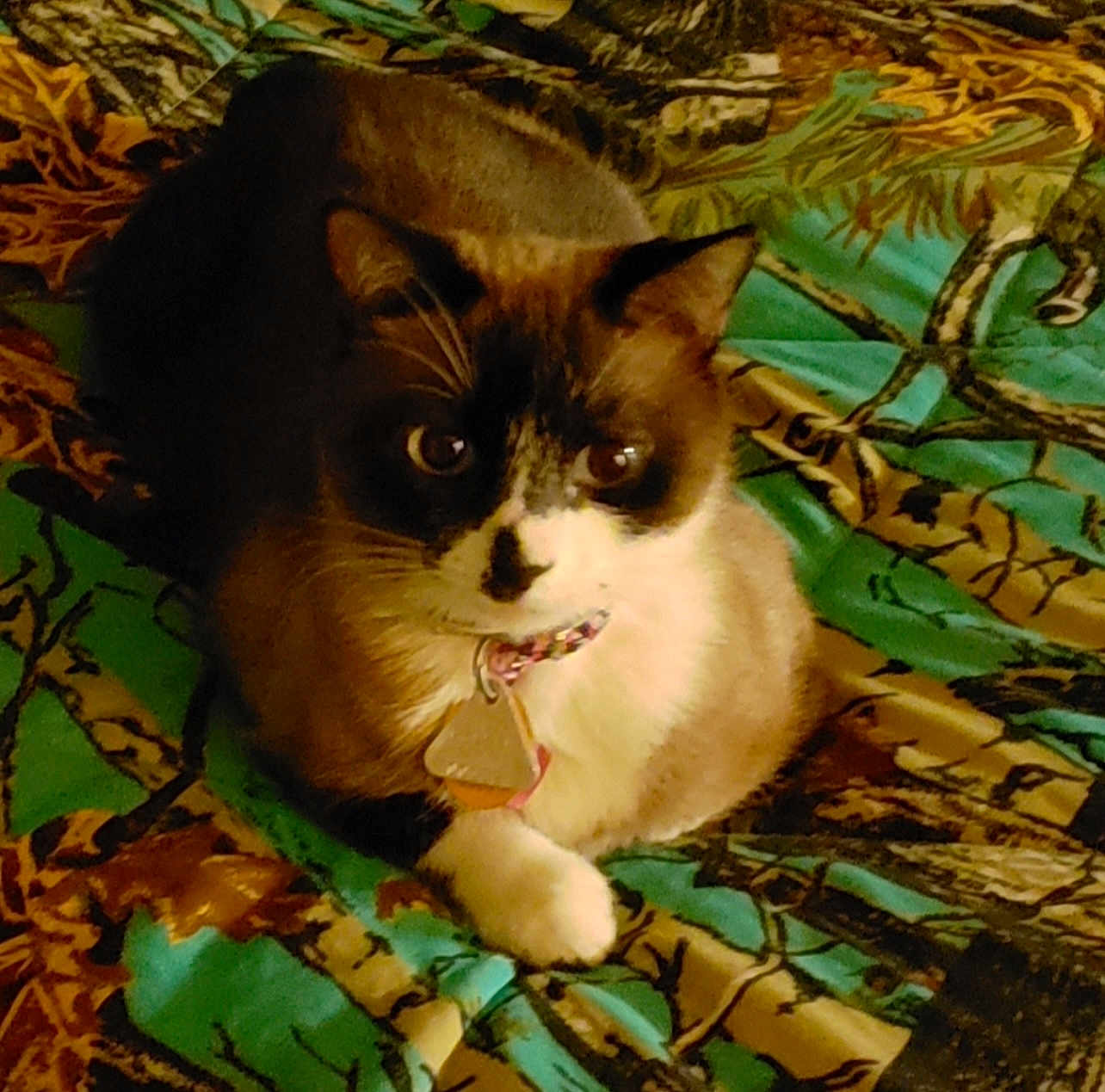 Nevaeh is registered to the contest to win money with this photo: cat, siamese, pet, animal, indoor, collar, tag, fur, whiskers, paws, blanket, pattern, colorful, resting, cute, looking, eyes, domestic, mammal, laying