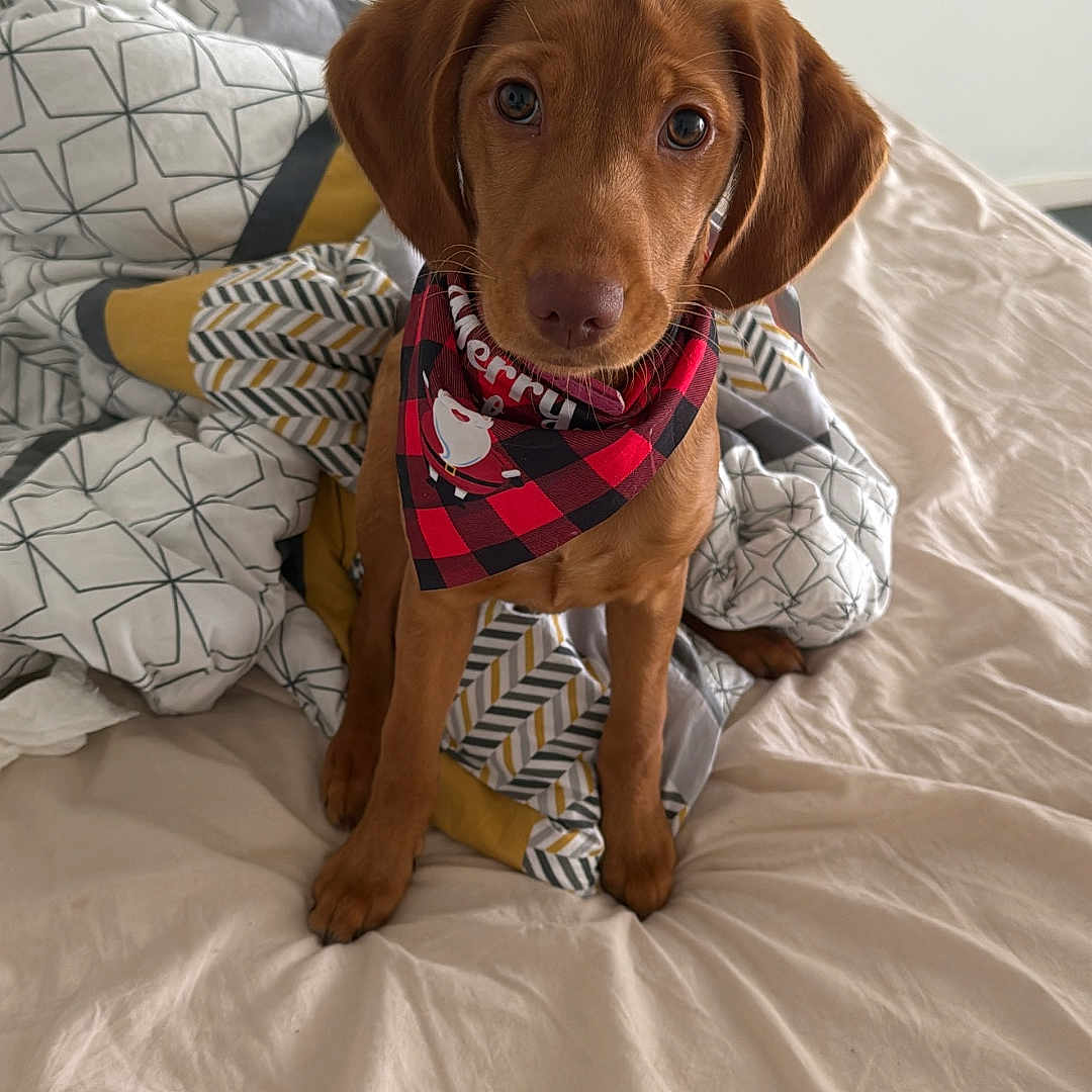 Vénus a rejoint le concours — aidez-le/la à gagner de superbes lots ! accessories, animal, bandana, bed, bedroom, blanket, canine, couch, cushion, dog, furniture, headband, homedecor, hound, indoors, labradorretriever, linen, pet, puppy, room