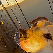 Willow Cannoli is registered to the contest to win money with this photo: brown_eyes, ceiling, close_up, curious, dog, dog_face, ear, friendly, golden_hour, house_siding, muzzle, nose, outdoor, pet, porch, profile, shadow, sunlight, tilted_angle, whiskers