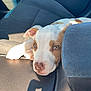 armrest, brown_and_white, car_interior, car_seat, close_up, cute, dog, domestic_animal, front_seat, green_eyes, leather, nose, paws, pet, portrait, puppy, puppy_face, resting, shadow, sunlight