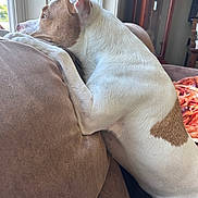 Daisy joined the competition — help win amazing prizes! alert, blanket, brown_white, couch, dog, domestic_animal, ear, fur, gazing, home_interior, living_room, looking_out, paw, pet, profile, relaxed, side_view, sunlight, upholstery, window