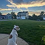 Daisy joined the competition — help win amazing prizes! back_view, car, clouds, collar, dog, driveway, grass, house, lawn, neighborhood, peaceful, pet, porch, sidewalk, sitting, sky, streetlamp, suburb, sunset, tree