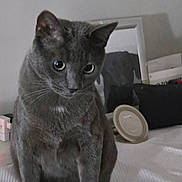 Smokie is registered to the contest to win money with this photo: abyssinian, animal, architecture, blackcat, building, canine, cat, couch, cushion, dog, furniture, gray, homedecor, indoors, kitten, livingroom, manx, pet, room, tape