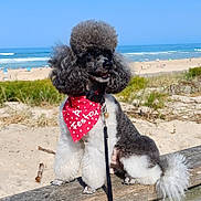 Rio participe au concours pour gagner de l'argent avec cette photo : animal, bandana, beach, canine, cute, dog, fluffy, groomed, leash, nature, ocean, outdoor, pet, polka_dot, poodle, sand, sitting, summer, sunny, wood