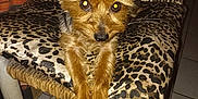 Odin participe au concours pour gagner de l'argent avec cette photo : dog, small_dog, leopard_print, cushion, chair, indoor, pet, fur, paws, looking, animal, brown, curious, resting, furniture, tile_floor, ears, close_up, domestic, cute