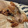 dog, small_dog, fluffy, lying_down, couch, blanket, pet, indoor, cozy, relaxed, fur, paw, cute, canine, animal, domestic_animal, sleeping_position, comfort, brown_fur, striped