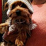 dog, knitted_hat, person, smiling, indoor, cozy, sweater, curtains, patterned_curtains, ear_flaps, tassels, small_dog, pet, hand, bracelet, face, fur, cute, warm, portrait