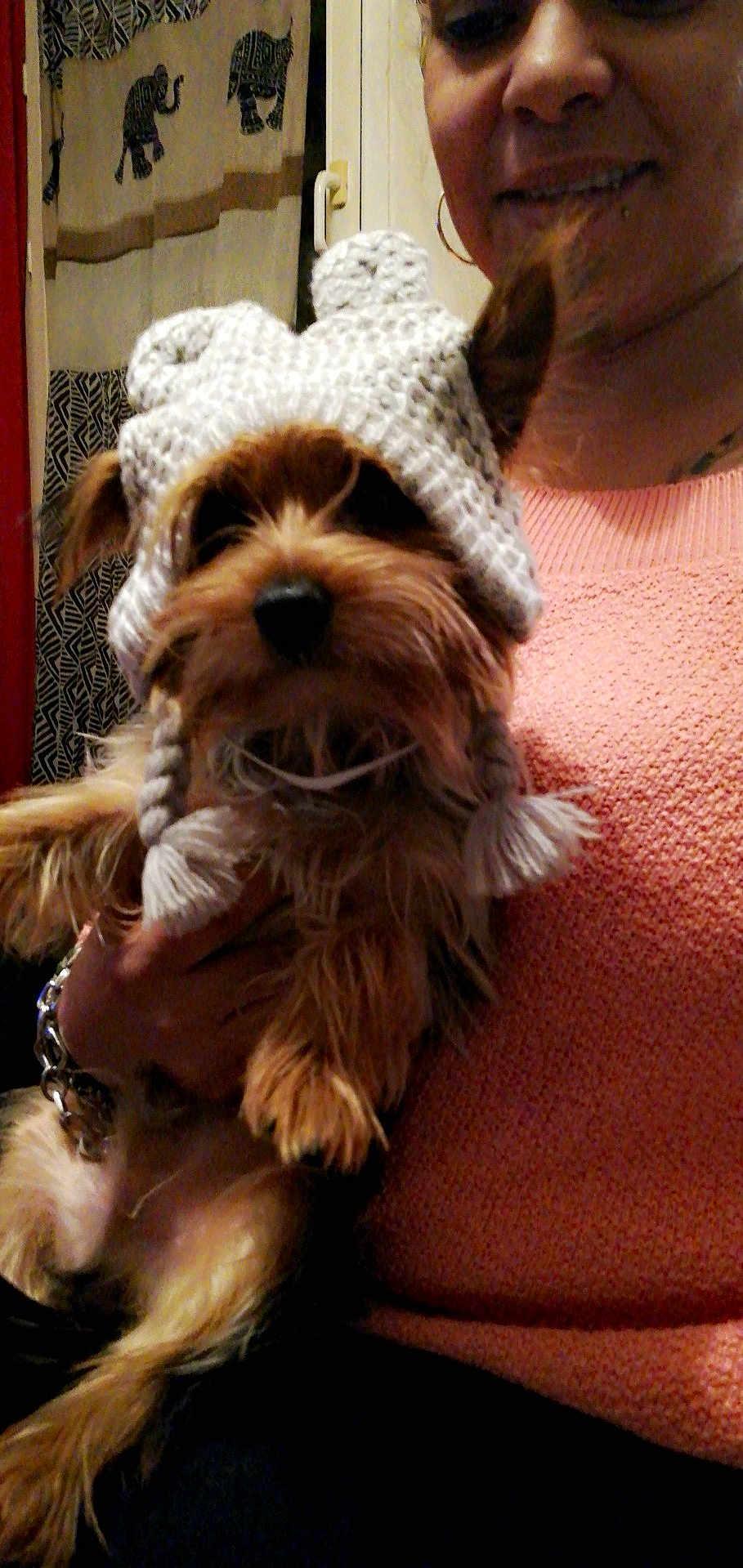 Odin participe au concours pour gagner de l'argent avec cette photo : dog, knitted_hat, person, smiling, indoor, cozy, sweater, curtains, patterned_curtains, ear_flaps, tassels, small_dog, pet, hand, bracelet, face, fur, cute, warm, portrait