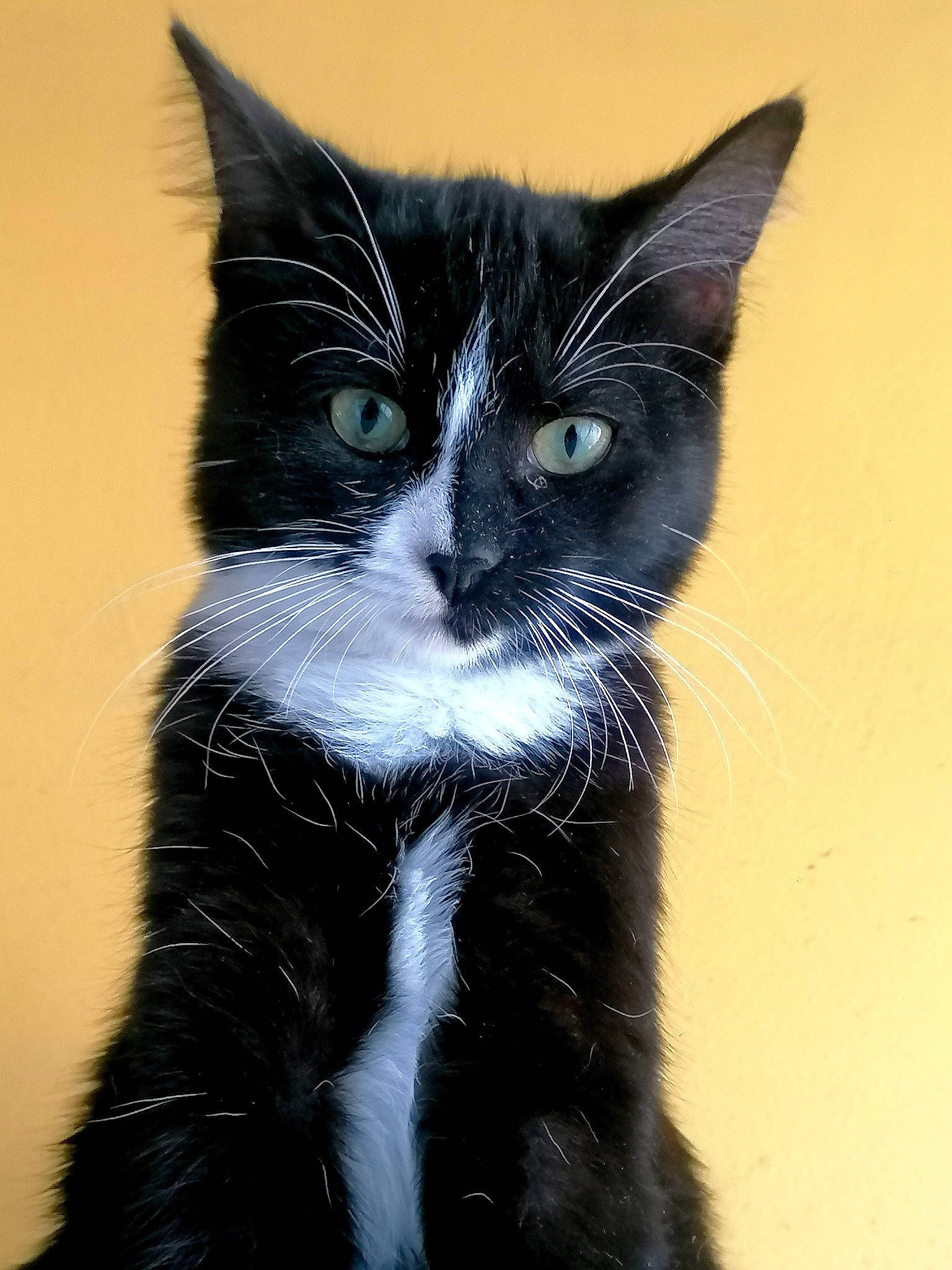 éclipse participe au concours pour gagner de l'argent avec cette photo : carnivore, cat, domestic_short_haired_cat, electric_blue, eye, felidae, foot, fur, hair, head, human_body, iris, leg, monochrome_photography, small_to_medium_sized_cats, snout, tail, terrestrial_animal, whiskers, window