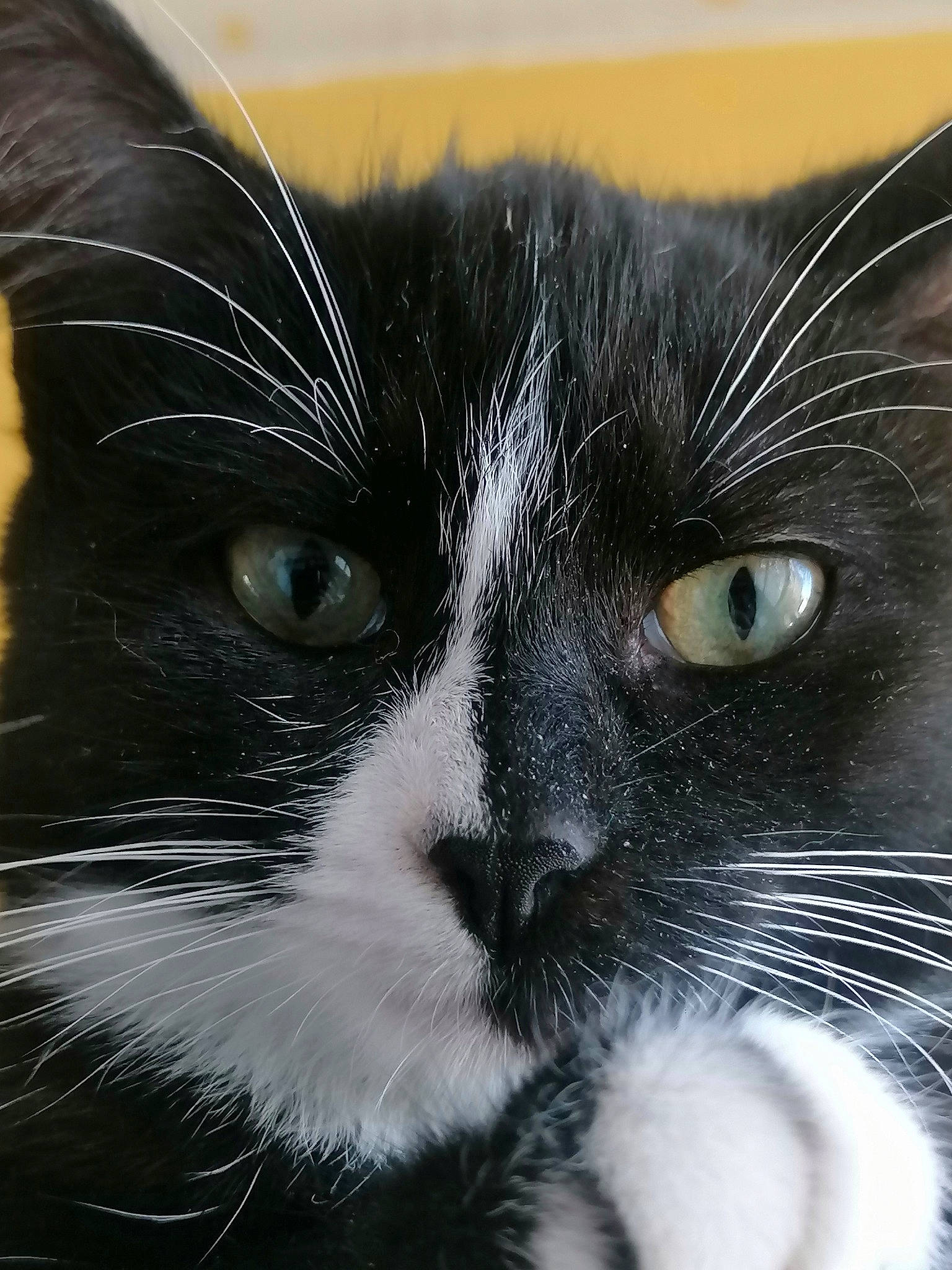 éclipse a rejoint le concours — aidez-le/la à gagner de superbes lots ! black_cat, carnivore, cat, claw, close_up, comfort, domestic_short_haired_cat, electric_blue, eye, felidae, fur, hair, head, human_body, iris, small_to_medium_sized_cats, snout, terrestrial_animal, whiskers