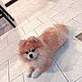 dog, pomeranian, fluffy, pet, indoor, floor, tile, cute, animal, small_dog, lying_down, furry, companion, domestic, looking_up, household, home, cozy, curious, adorable