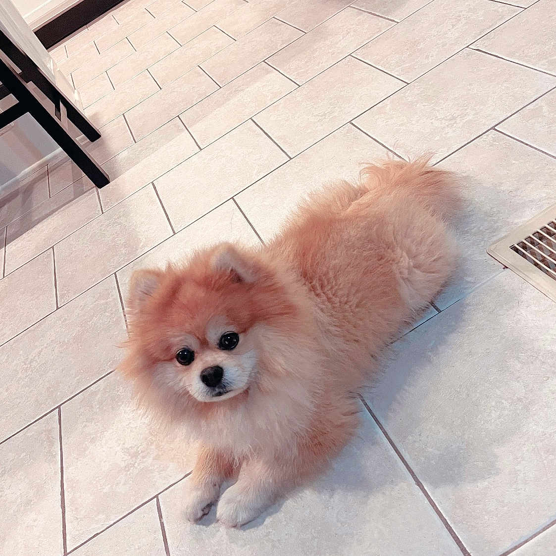 Ollie joined the competition — help win amazing prizes! adorable, animal, companion, cozy, curious, cute, dog, domestic, floor, fluffy, furry, home, household, indoor, looking_up, lying_down, pet, pomeranian, small_dog, tile