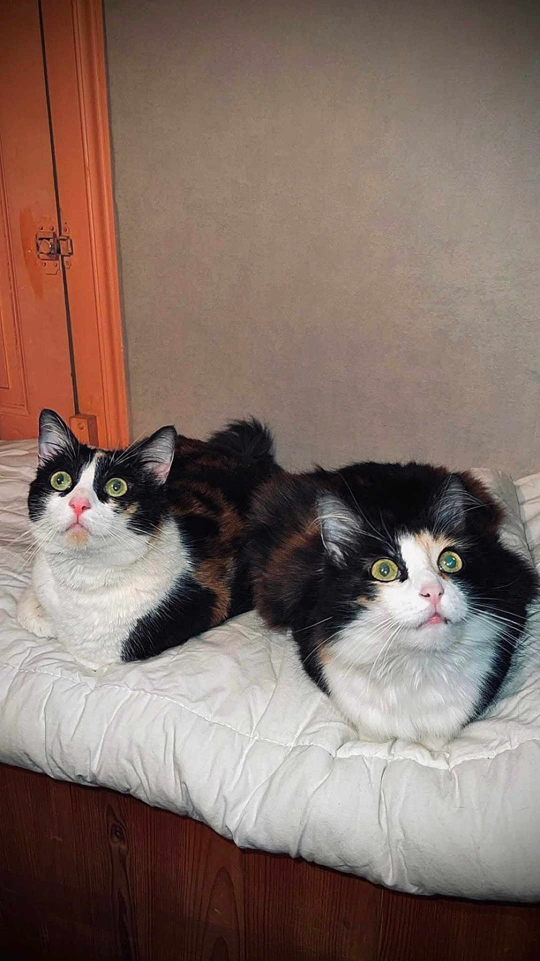 Louna Et Lolita participe au concours pour gagner de l'argent avec cette photo : cat, feline, pets, domestic_animal, two_cats, black_and_white, calico, fluffy, green_eyes, bed, quilt, indoor, curious, looking_up, resting, animal_portrait, cute, companion, cozy, home