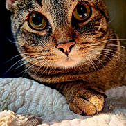 Rigby joined the competition — help win amazing prizes! cat, tabby_cat, close_up, paw, whiskers, pink_nose, knitted_blanket, texture, fur, curious, eyes, cozy, resting, indoor, pet, animal, cute, portrait, warm_lighting, focus