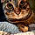 Rigby