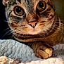 cat, tabby_cat, close_up, paw, whiskers, pink_nose, knitted_blanket, texture, fur, curious, eyes, cozy, resting, indoor, pet, animal, cute, portrait, warm_lighting, focus