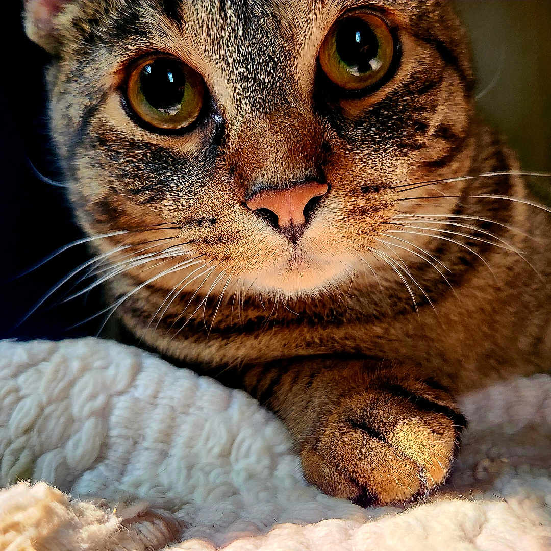 Rigby joined the competition — help win amazing prizes! animal, cat, close_up, cozy, curious, cute, eyes, focus, fur, indoor, knitted_blanket, paw, pet, pink_nose, portrait, resting, tabby_cat, texture, warm_lighting, whiskers