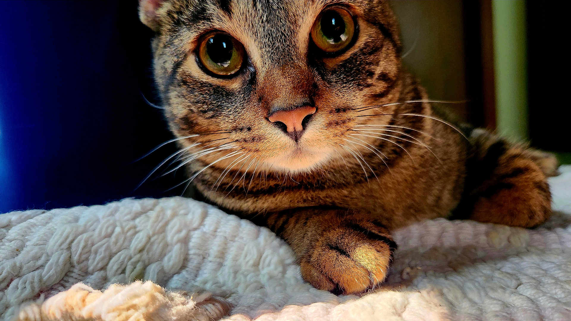 Rigby joined the competition — help win amazing prizes! cat, tabby_cat, close_up, paw, whiskers, pink_nose, knitted_blanket, texture, fur, curious, eyes, cozy, resting, indoor, pet, animal, cute, portrait, warm_lighting, focus