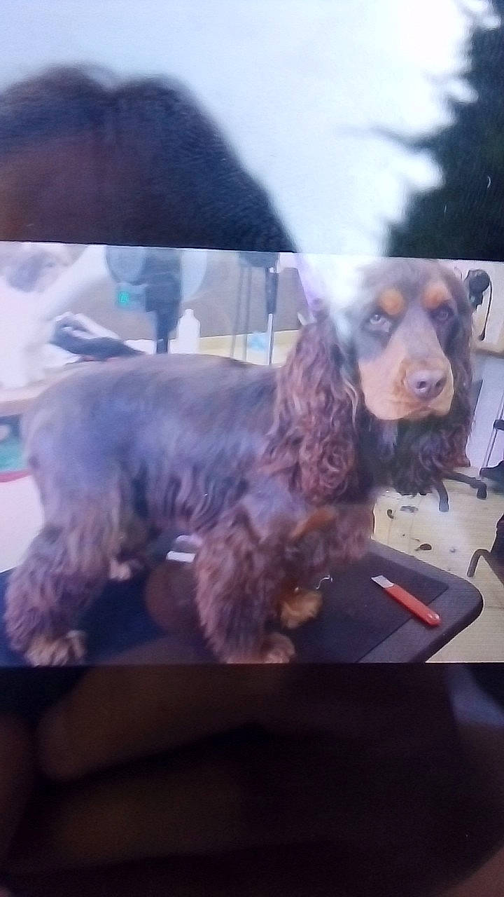 Ophée participe au concours pour gagner de l'argent avec cette photo : american_cocker_spaniel, canidae, carnivore, cocker_spaniel, companion_dog, dog, dog_breed, english_cocker_spaniel, snout, spaniel, sporting_group