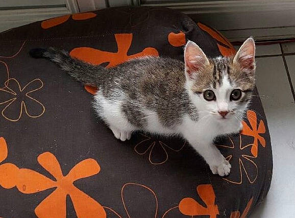 Daisy participe au concours pour gagner de l'argent avec cette photo : aegean_cat, american_wirehair, asian, carnivore, cat, domestic_short_haired_cat, european_shorthair, felidae, kitten, mammal, paw, small_to_medium_sized_cats, tabby_cat, tail, vertebrate, whiskers