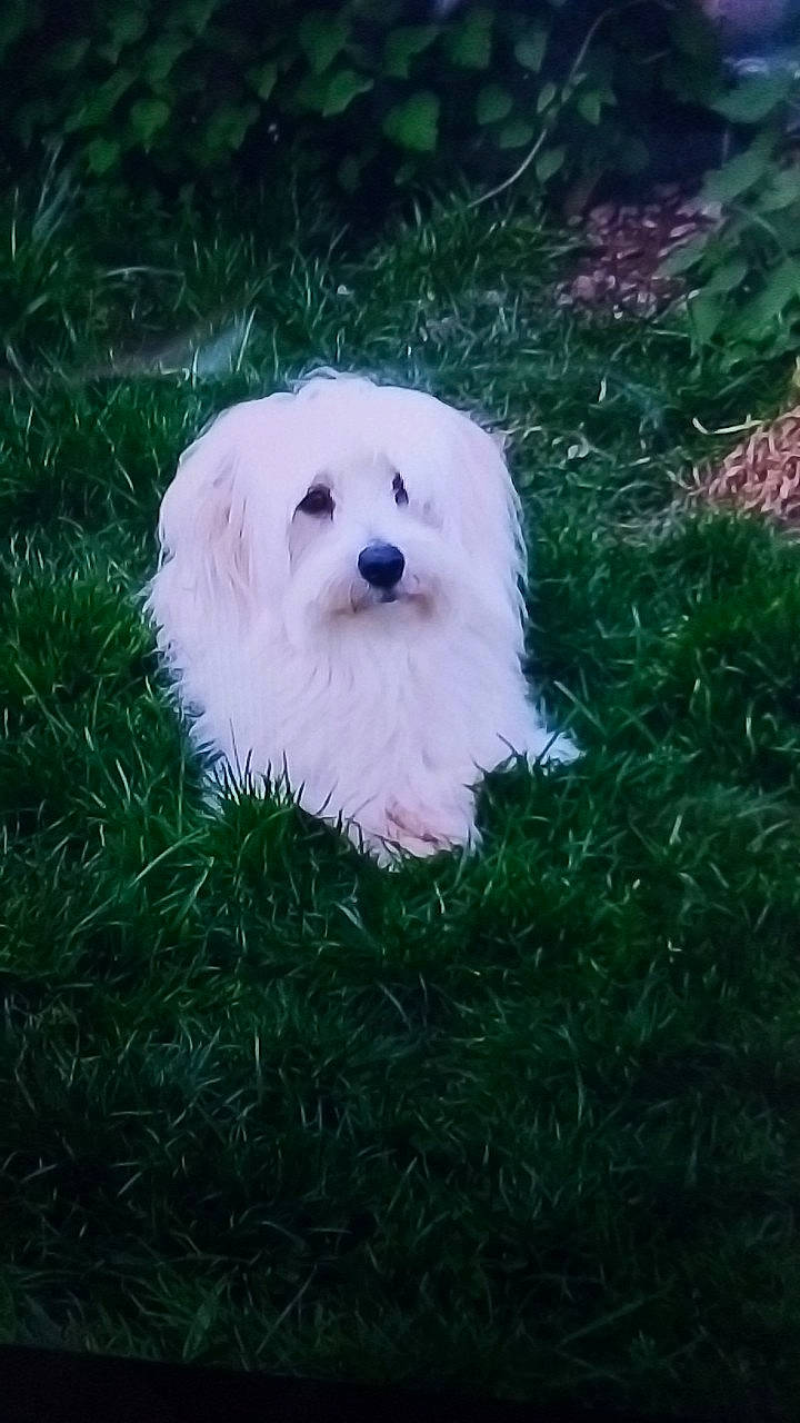 Nouchca a rejoint le concours — aidez-le/la à gagner de superbes lots ! bichon, bichon_frise, bolognese, bolonka, canidae, carnivore, chinese_imperial_dog, companion_dog, coton_de_tulear, dog, dog_breed, grass, havanese, kyi_leo, maltepoo, maltese, mammal, puppy, toy_dog, vertebrate