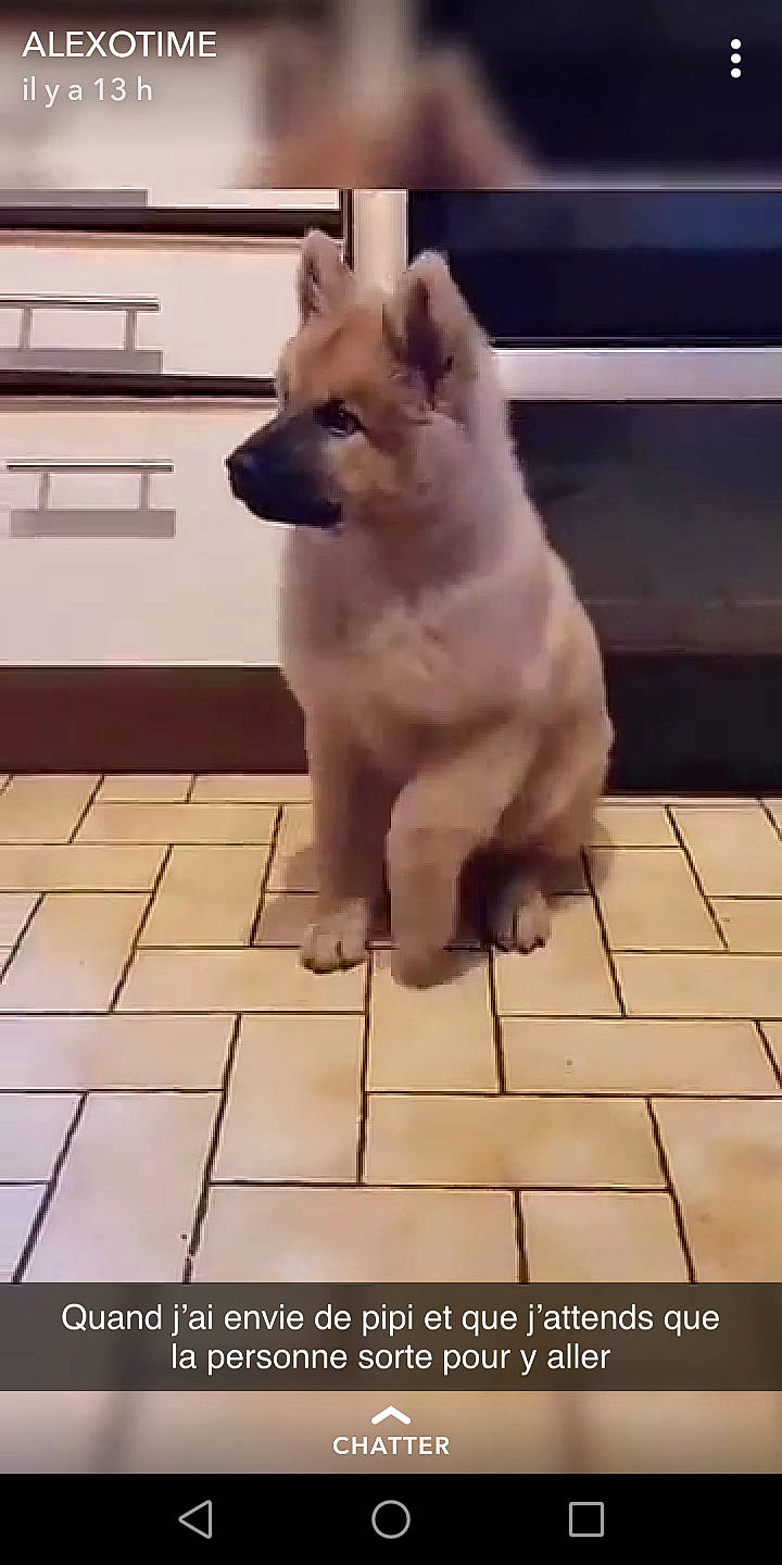 Bouba participe au concours pour gagner de l'argent avec cette photo : akita, akita_inu, ancient_dog_breeds, canidae, carnivore, dog, dog_breed, eurasier, fawn, korean_jindo_dog, mammal, non_sporting_group, norwegian_buhund, snout, vertebrate