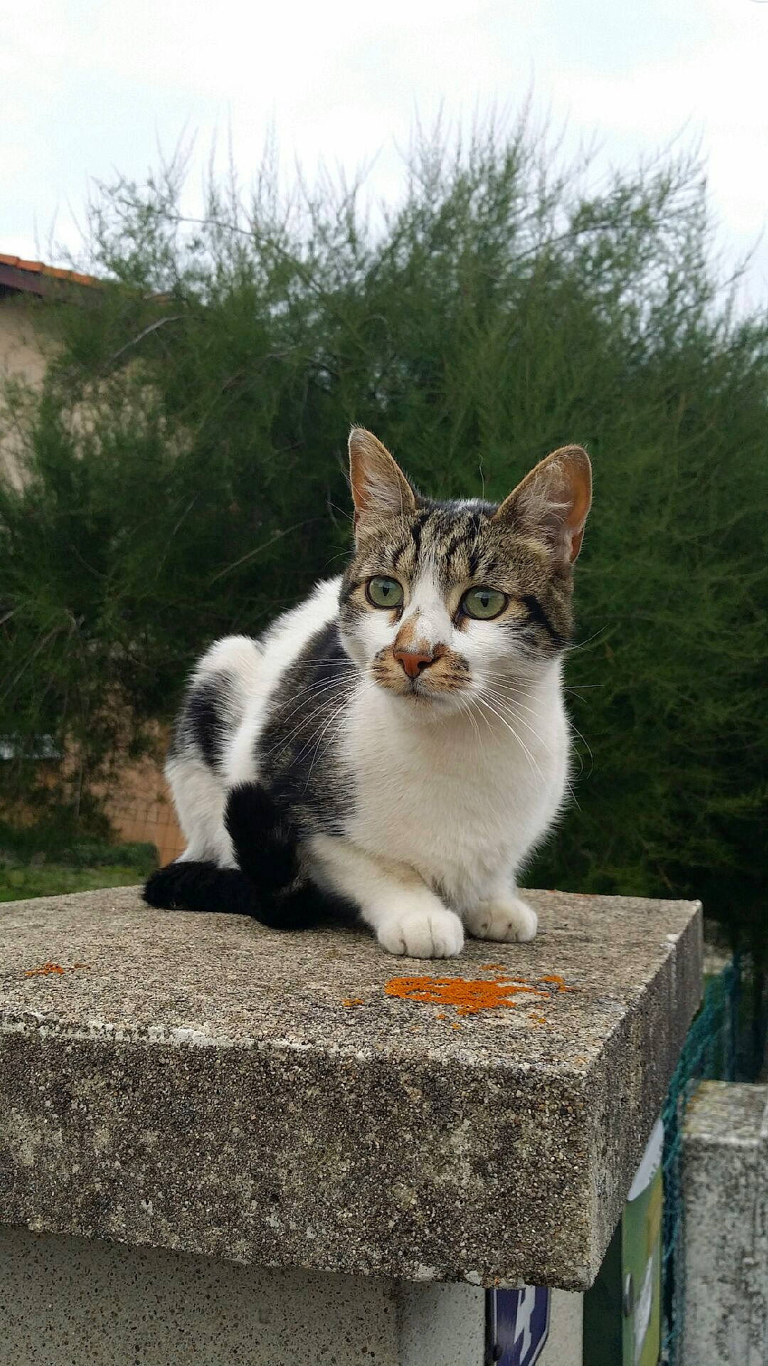 Maxou participe au concours pour gagner de l'argent avec cette photo : aegean_cat, american_wirehair, carnivore, cat, domestic_short_haired_cat, european_shorthair, felidae, kitten, mammal, polydactyl_cat, small_to_medium_sized_cats, whiskers