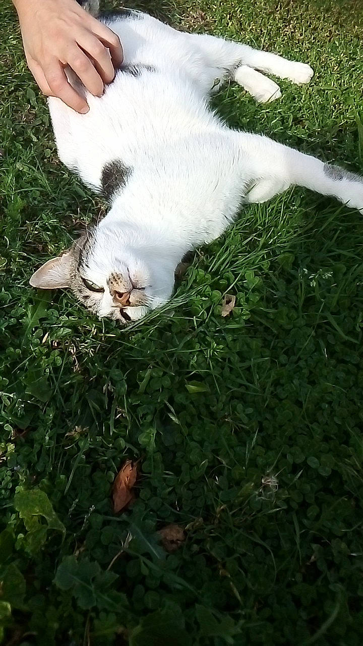 Maxou participe au concours pour gagner de l'argent avec cette photo : canidae, carnivore, cat, companion_dog, dog, dog_breed, felidae, grass, puppy, small_to_medium_sized_cats, sporting_group, tail