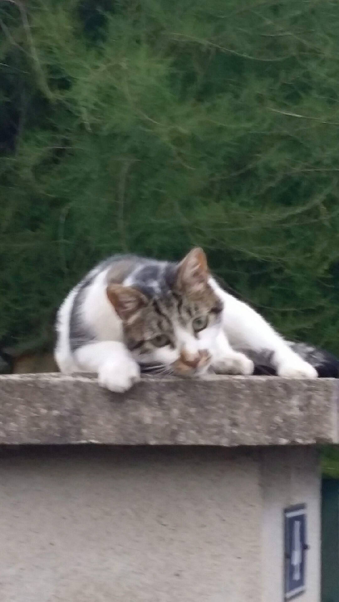 Maxou participe au concours pour gagner de l'argent avec cette photo : aegean_cat, american_wirehair, carnivore, cat, domestic_short_haired_cat, european_shorthair, felidae, polydactyl_cat, small_to_medium_sized_cats, tail, whiskers