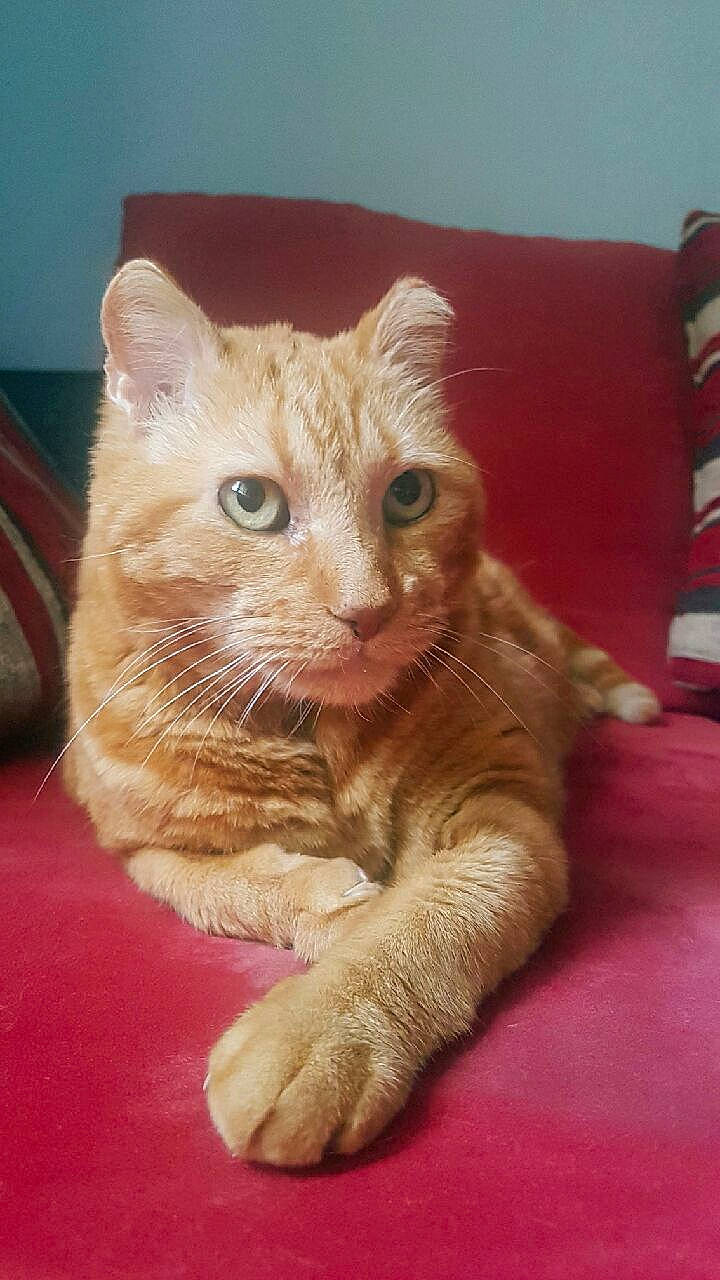 Aladin participe au concours pour gagner de l'argent avec cette photo : aegean_cat, american_curl, arabian_mau, asian, australian_mist, carnivore, cat, domestic_short_haired_cat, european_shorthair, felidae, german_rex, kitten, mammal, paw, polydactyl_cat, small_to_medium_sized_cats, snout, tabby_cat, vertebrate, whiskers