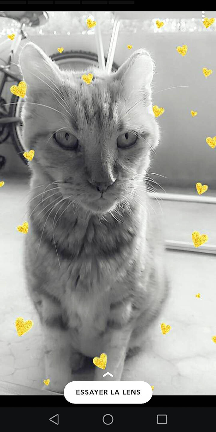 Aladin participe au concours pour gagner de l'argent avec cette photo : asian, british_shorthair, carnivore, cat, domestic_short_haired_cat, felidae, kitten, nebelung, small_to_medium_sized_cats, snout, whiskers, yellow