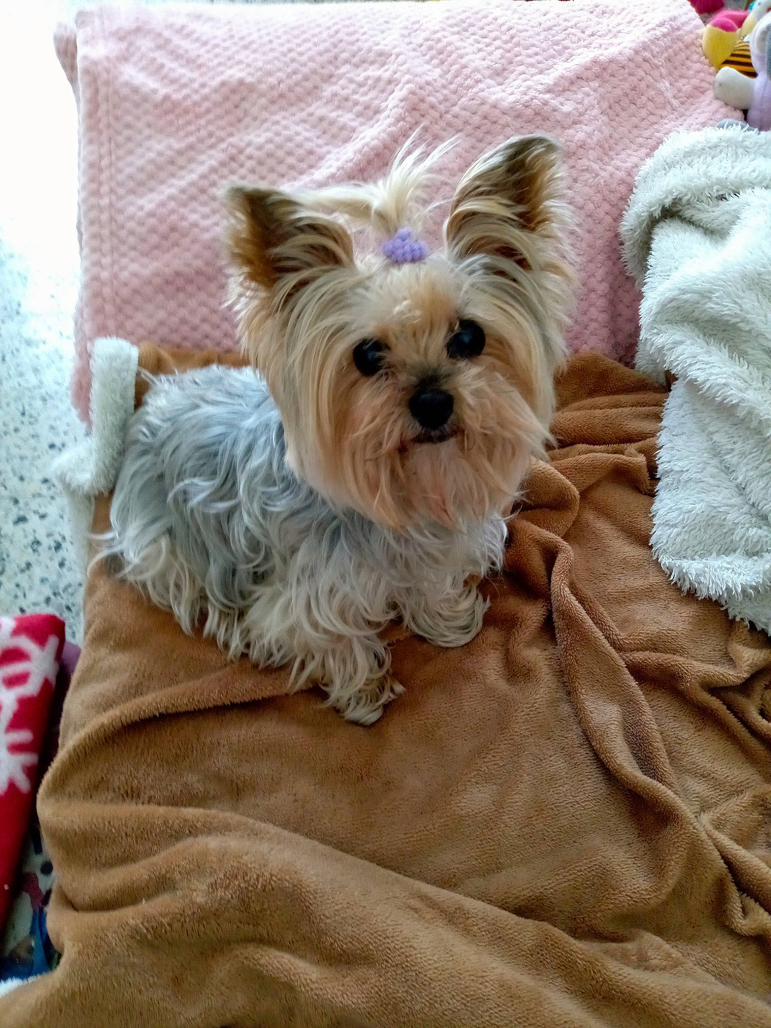 Pinkie a rejoint le concours — aidez-le/la à gagner de superbes lots ! biewer_terrier, canidae, carnivore, collar, comfort, companion_dog, dog, dog_breed, dog_supply, fawn, fur, liver, small_terrier, snout, sporting_group, terrier, toy_dog, working_animal, yorkipoo, yorkshire_terrier