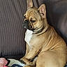 dog, french_bulldog, pet, animal, sitting, portrait, wrinkles, ears, short_hair, tan_coat, white_chest, black_muzzle, brown_eyes, blanket, couch, indoor, home, toys, cute, relaxed