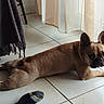 dog, french_bulldog, pet, indoor, floor, tile_floor, window, curtains, sunlight, lying_down, stretched_out, brown_dog, short_coat, upright_ears, black_nose, animal_face, relaxed, home, sock, portrait