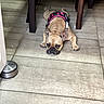 dog, french_bulldog, pet, animal, harness, pink, lying_down, floor, tile, indoor, table, furniture, portrait, face, ears, paws, short_hair, brown, black_muzzle, funny
