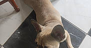 Vénus a rejoint le concours — aidez-le/la à gagner de superbes lots ! dog, french_bulldog, pet, animal, lying_down, indoor, floor, marble, tile, black_and_white, tan, short_hair, wrinkled_face, pointed_ears, paws, relaxed, resting, furniture, home, photography