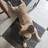 dog, french_bulldog, pet, animal, lying_down, indoor, floor, marble, tile, black_and_white, tan, short_hair, wrinkled_face, pointed_ears, paws, relaxed, resting, furniture, home, photography