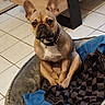 dog, french_bulldog, pet, animal, sitting, portrait, indoors, basket, dog_bed, blanket, blue_blanket, checkered_blanket, tile_floor, wooden_furniture, large_ears, wrinkled_face, black_muzzle, collar, expressive, cozy