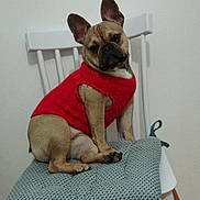 Vénus participe au concours pour gagner de l'argent avec cette photo : dog, french_bulldog, pet, red_sweater, chair, indoor, portrait, sitting, ears, wrinkled_face, black_muzzle, tan_fur, white_chest, patterned_cushion, furniture, wall, wooden_floor, home, adorable, funny_expression