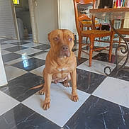 Raya a rejoint le concours — aidez-le/la à gagner de superbes lots ! brown_dog, chair, checkerboard_floor, dining_room, dog, front_view, home, indoors, laundry_rack, muscular, pet, photograph, portrait, serious_expression, short_hair, sitting, table, tile_floor, white_chest, wooden_furniture