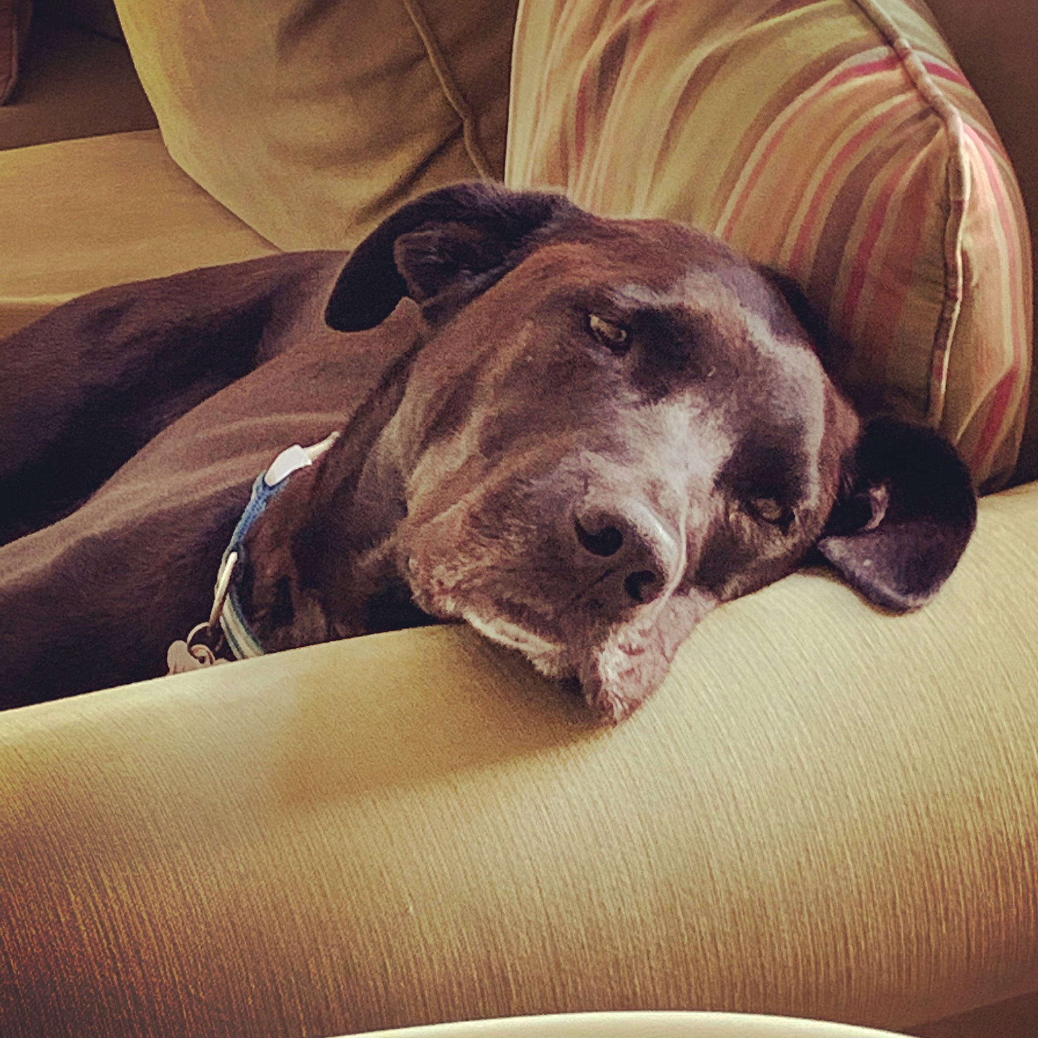 Haus is registered to the contest to win money with this photo: brown, canidae, carnivore, collar, comfort, companion_dog, dog, dog_breed, fawn, liver, mammal, pet_supply, snout, sporting_group, whiskers, working_animal, working_dog