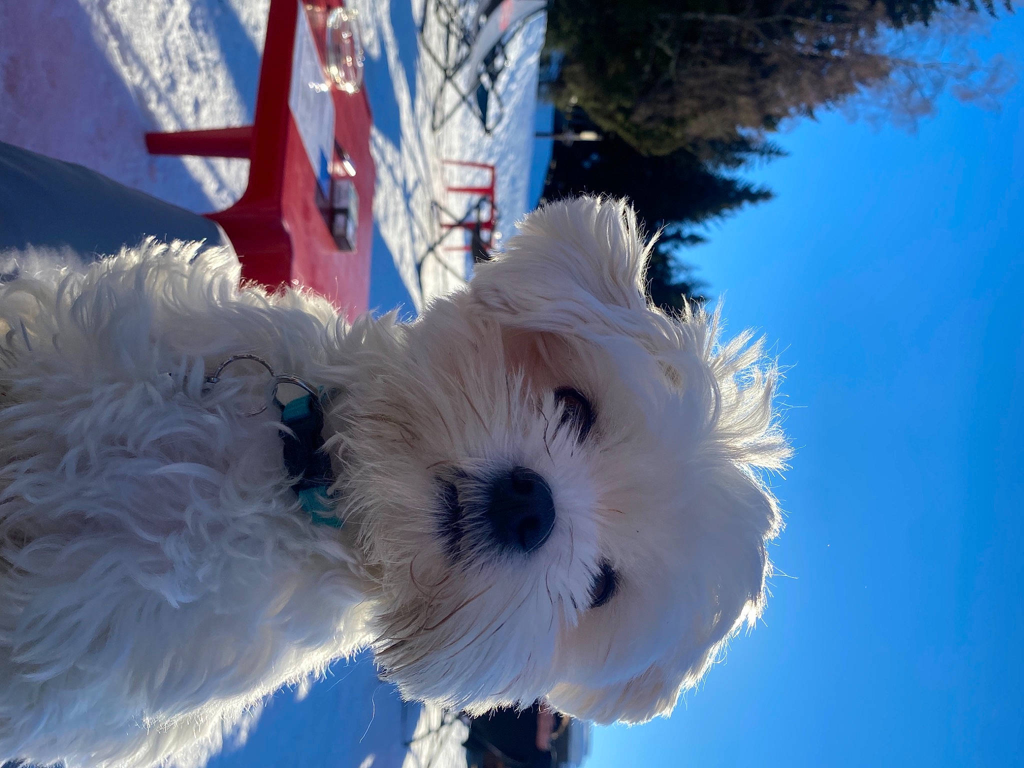 Robby a rejoint le concours — aidez-le/la à gagner de superbes lots ! canidae, carnivore, cloud, companion_dog, cumulus, dog, dog_breed, dog_collar, electric_blue, maltepoo, puppy, sky, small_terrier, snout, snow, sporting_group, terrier, toy_dog, tree, winter