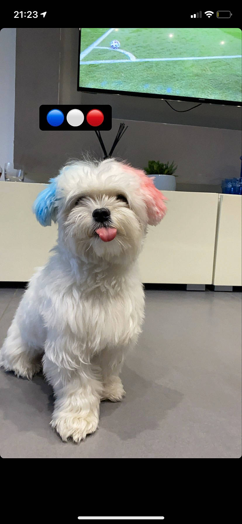 Robby a rejoint le concours — aidez-le/la à gagner de superbes lots ! canidae, carnivore, companion_dog, dog, dog_breed, dog_collar, dog_supply, flooring, fur, maltepoo, non_sporting_group, small_terrier, snout, sporting_group, toy_dog, working_animal