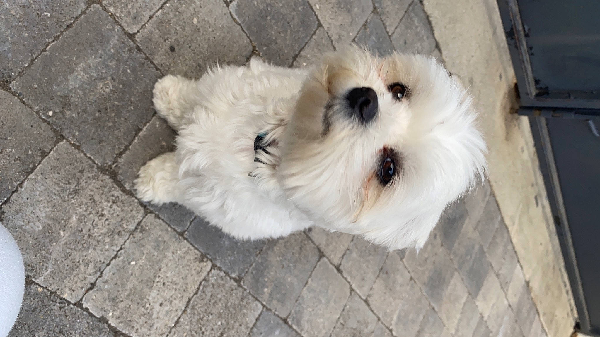 Robby participe au concours pour gagner de l'argent avec cette photo : canidae, carnivore, collar, companion_dog, dog, dog_breed, dog_collar, dog_supply, fawn, flooring, fur, maltepoo, pet_supply, road_surface, small_terrier, snout, sporting_group, terrier, toy_dog, working_animal