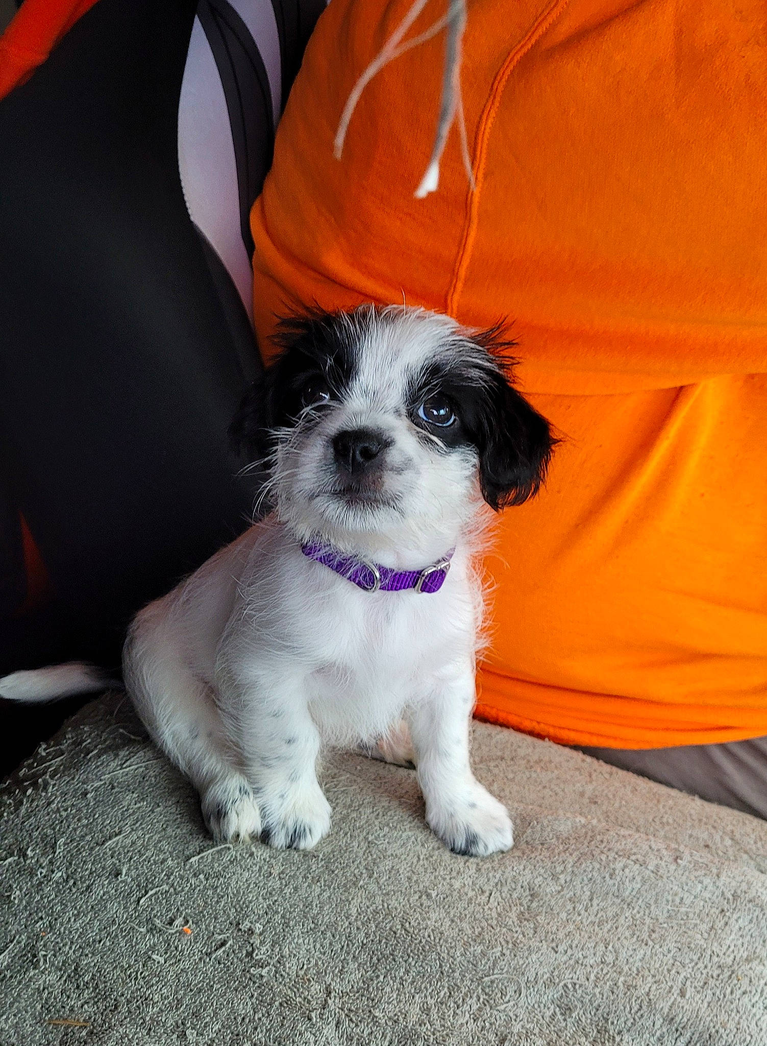 Snoopy joined the competition — help win amazing prizes! carnivore, chair, companion_dog, dog, dog_breed, fur, puppy_love, small_terrier, terrier, toy_dog, water_dog