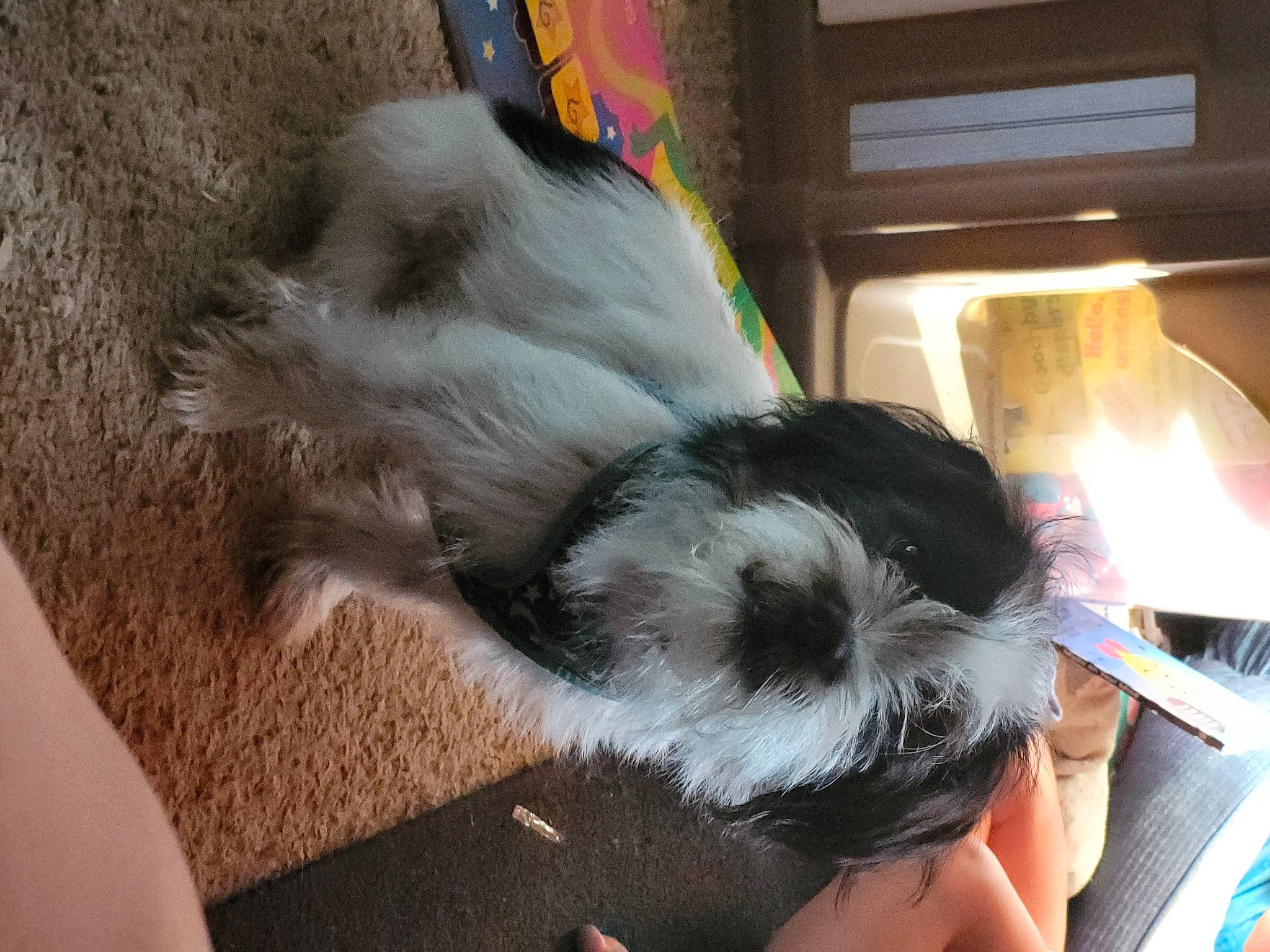 Snoopy joined the competition — help win amazing prizes! canidae, carnivore, comfort, companion_dog, dog, dog_breed, fawn, felidae, foot, fur, paw, small_terrier, small_to_medium_sized_cats, snout, sporting_group, tail, terrier, toy_dog, whiskers, working_animal