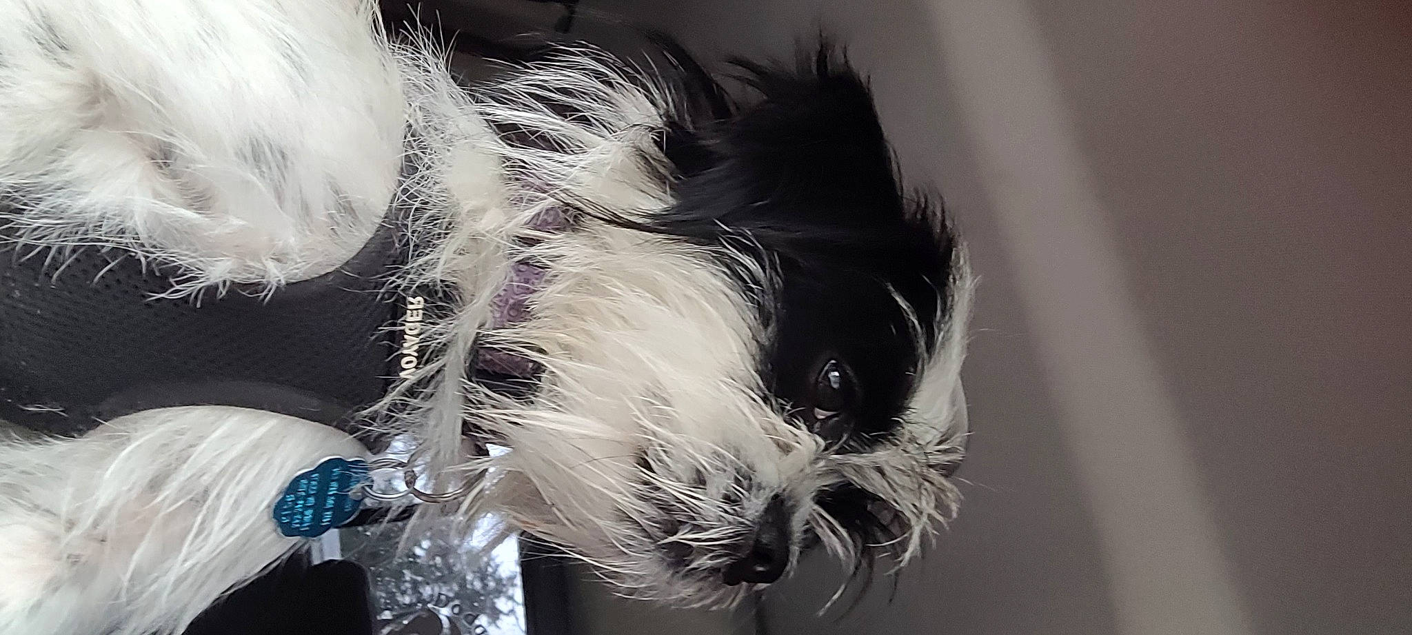 Snoopy joined the competition — help win amazing prizes! beard, canidae, carnivore, companion_dog, dog_breed, eyelash, eyewear, fashion_accessory, feather, felidae, fur, monochrome, monochrome_photography, small_to_medium_sized_cats, snout, sporting_group, sunglasses, toy_dog, whiskers, wing