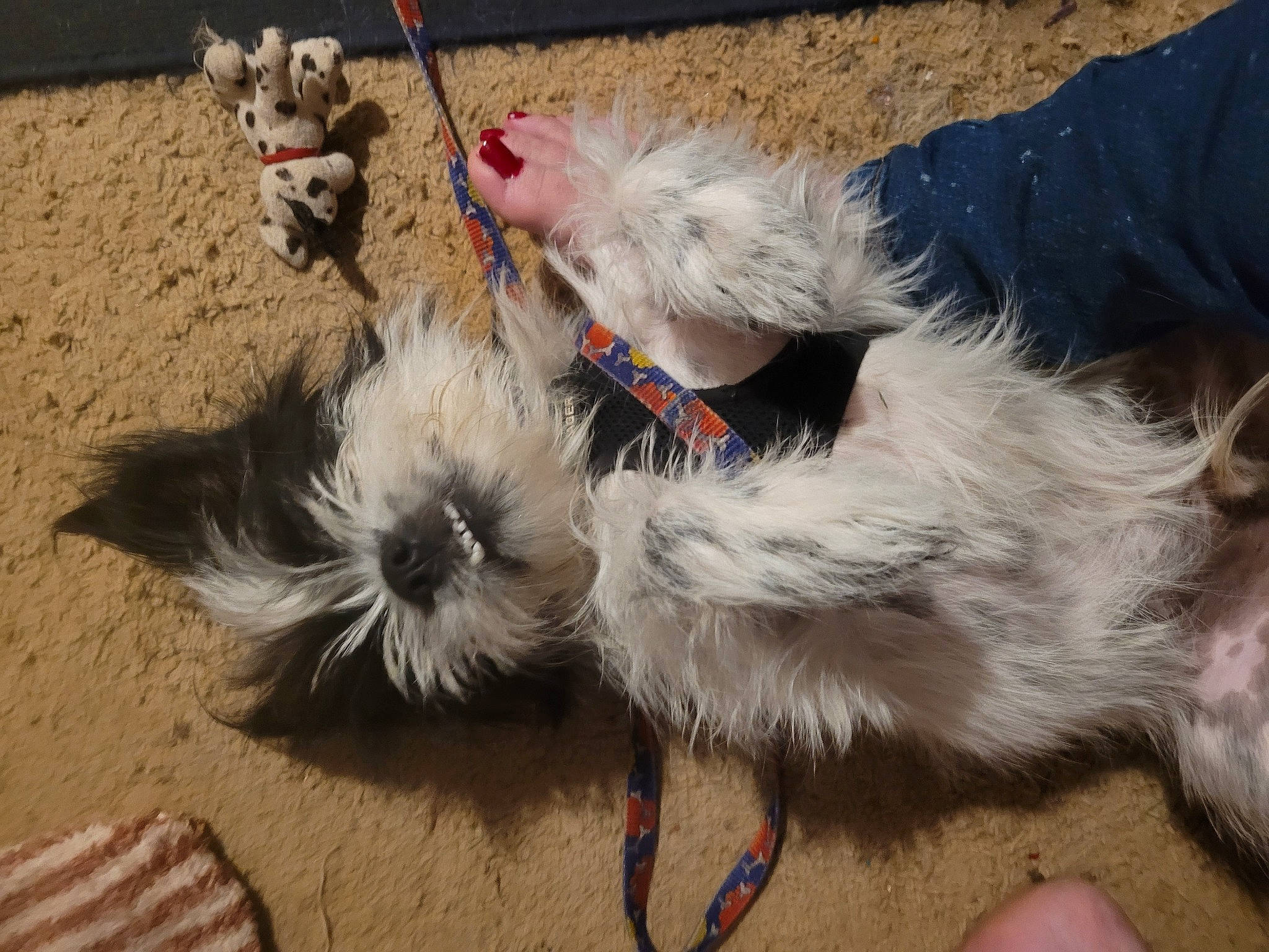 Snoopy is registered to the contest to win money with this photo: canidae, carnivore, collar, companion_dog, dog, dog_breed, dog_collar, dog_supply, fashion_accessory, fawn, feather, fur, leash, paw, pet_supply, small_terrier, snout, sporting_group, tail, terrier