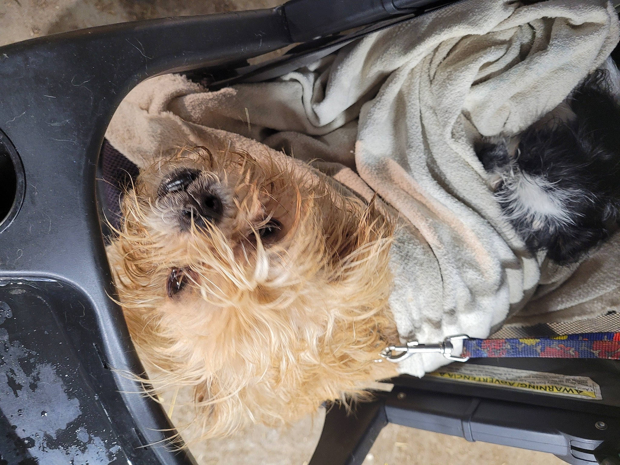 Loki joined the competition — help win amazing prizes! canidae, carnivore, companion_dog, dog, dog_breed, feather, felidae, fur, kitchen_utensil, liver, pet_supply, snout, sporting_group, visual_arts, whiskers, wing, wood, working_animal